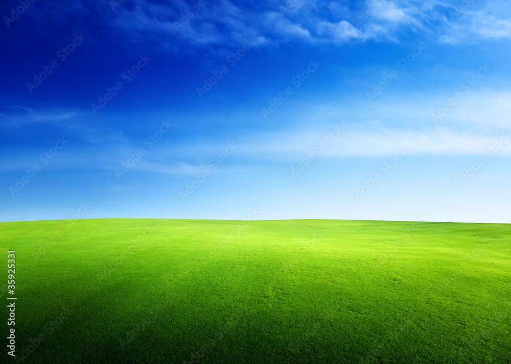 field of grass in sunset time