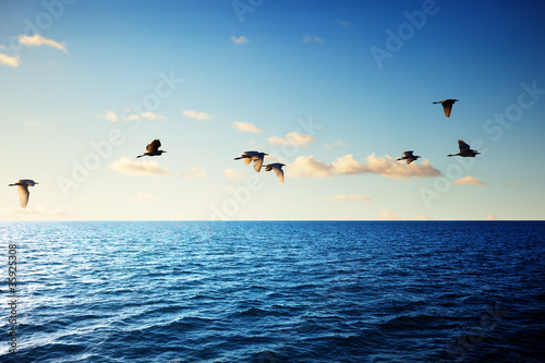 birds and caribbean sea