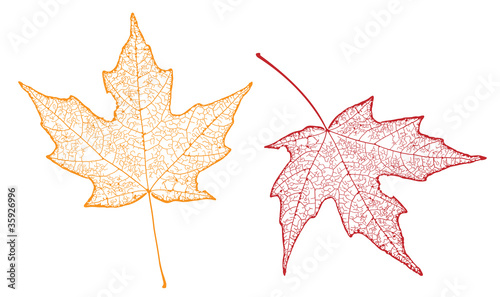two maple leaves  showing veins