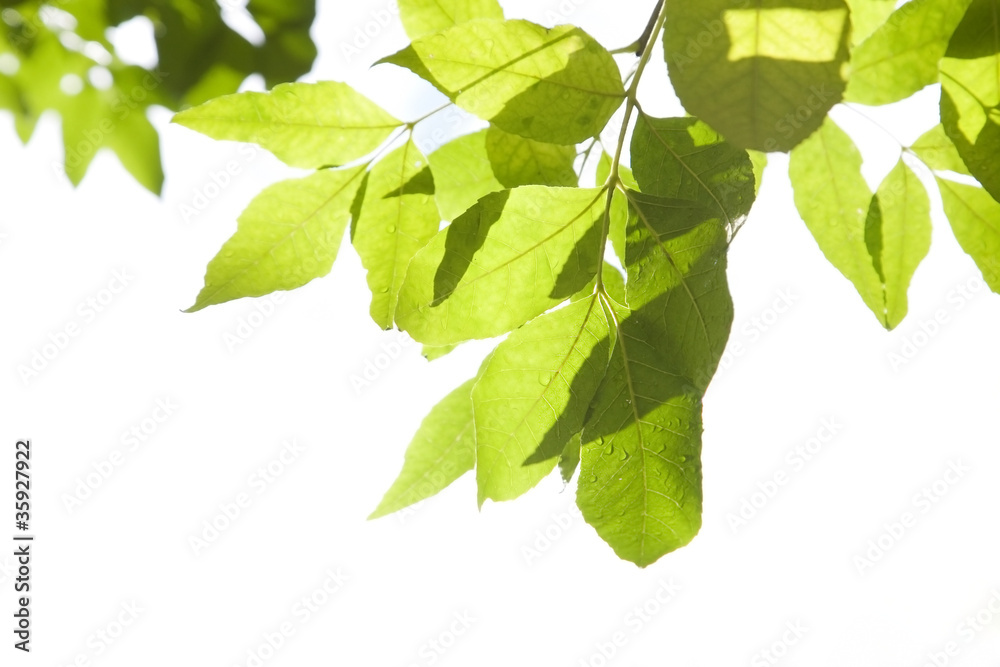 Fototapeta premium Green foliage with water draps