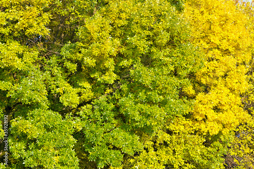 background of yellow autumn leaves