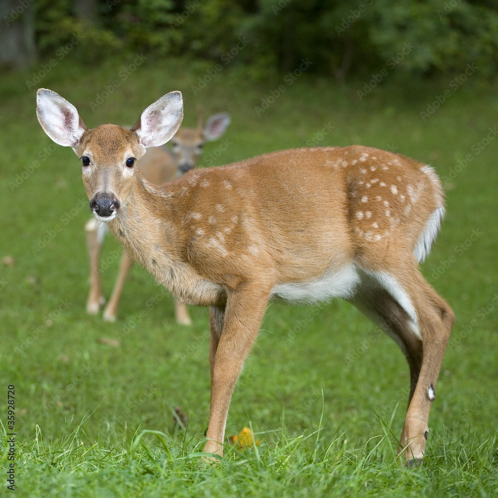 Fototapeta premium Dad is watching