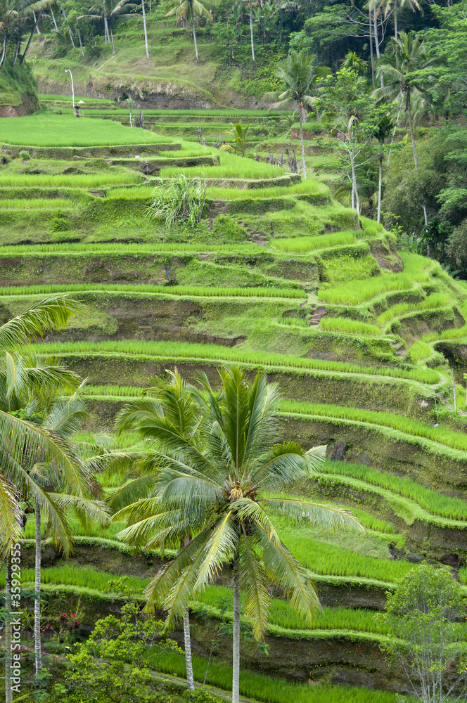 rice tarrace rice tarrace