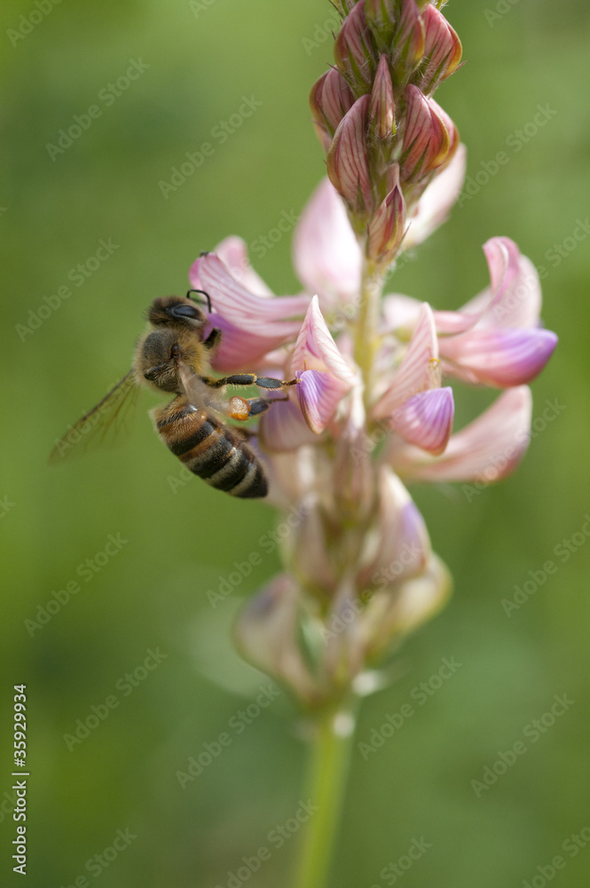 Fototapeta premium AVP0106