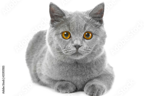 British blue kitten on isolated white