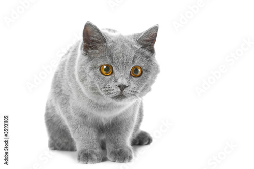 British blue kitten on isolated white