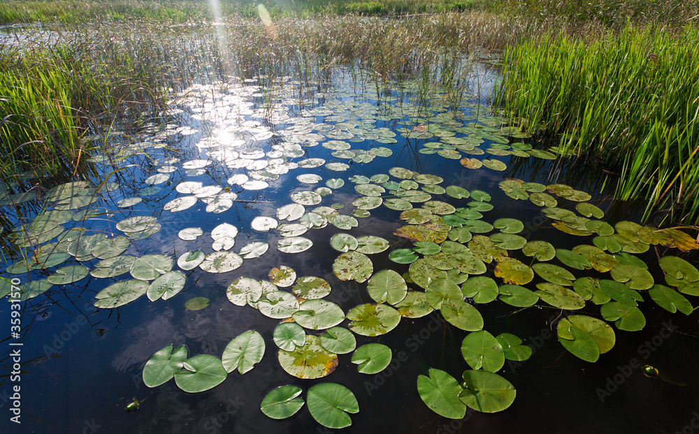 Cluster of green lily pads Cluster of green lily pads