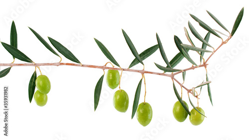 Olives on a branch with leaves