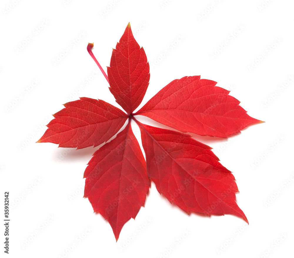 Red autumn virginia creeper leaves Red autumn virginia creeper leaves