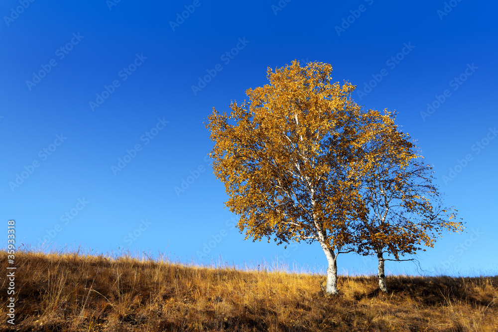 two birch tree in autumn