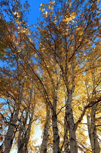 sunlight behind birch tree in autumn