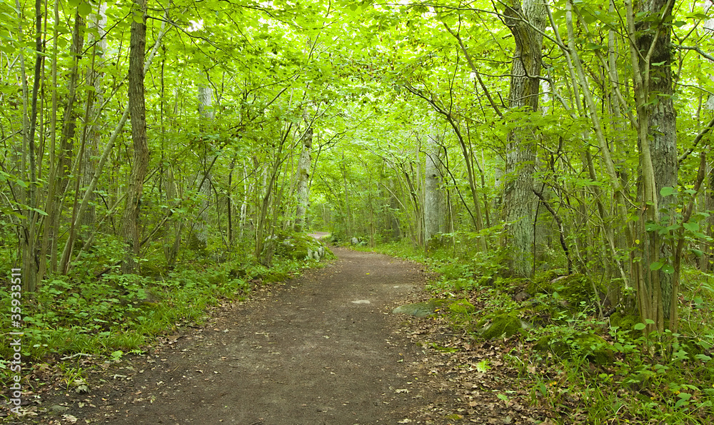 Path leading through sunlit forest, wide angle photo Path leading through sunlit forest, wide angle photo
