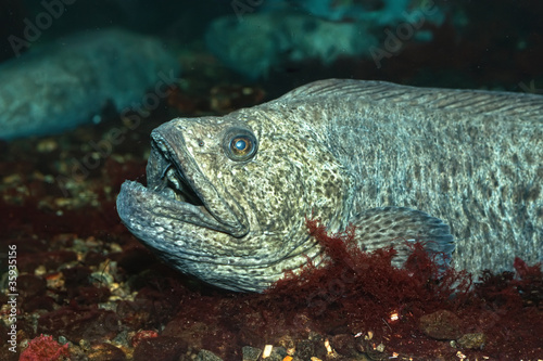 The wolf-fish photo