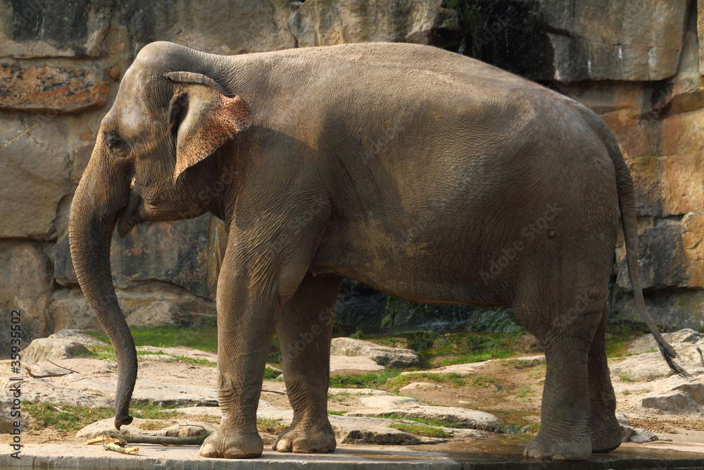 Fototapeta premium elephant