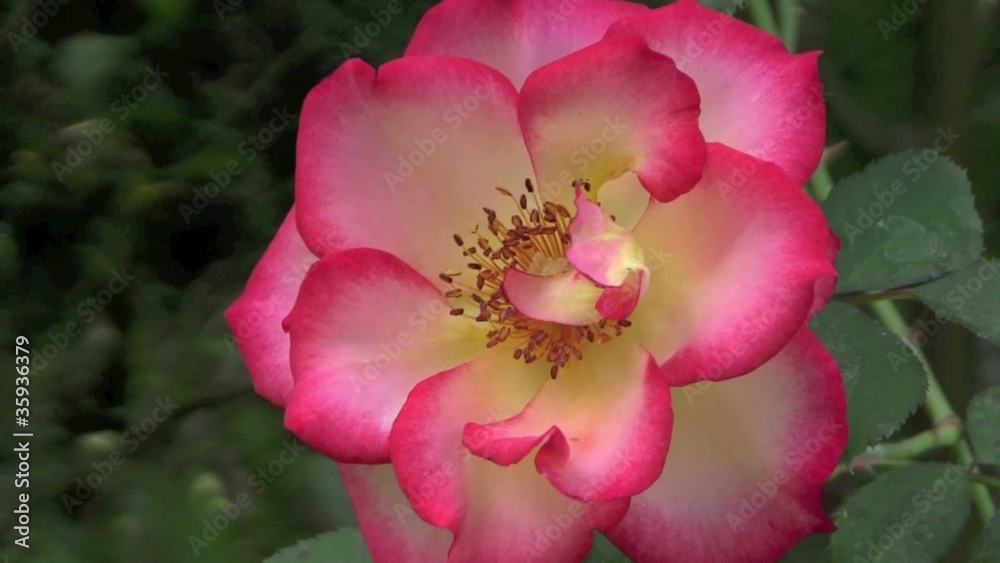 rosa petali profumo