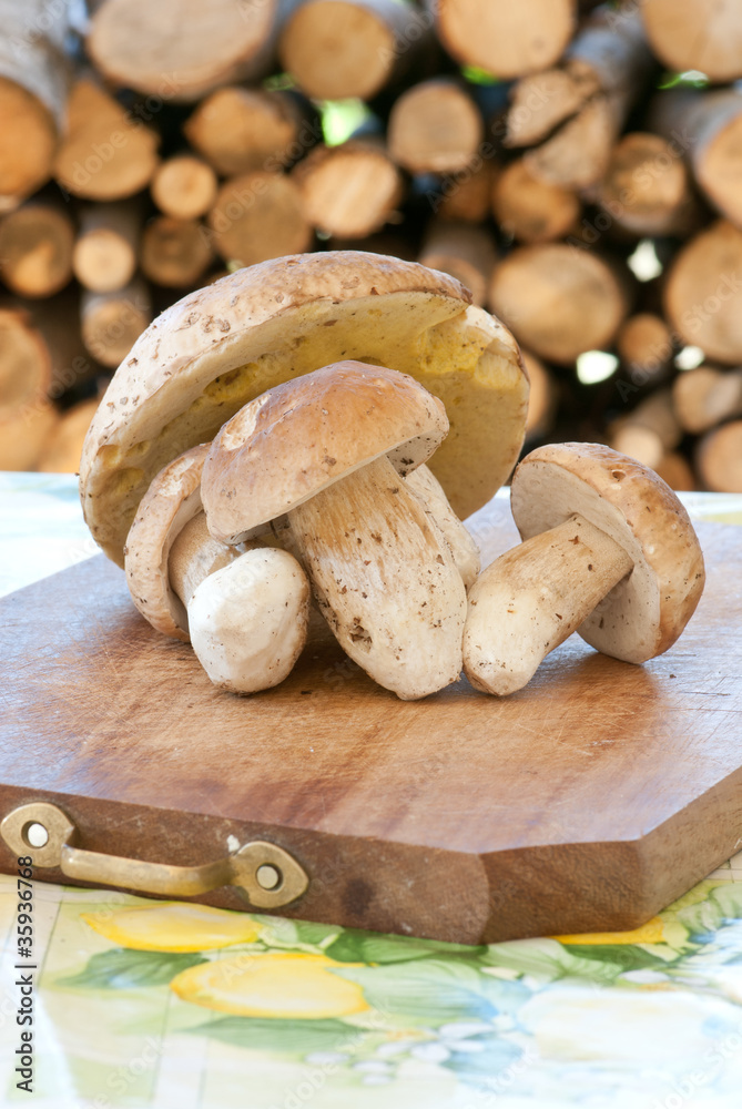 Fototapeta premium autumn fruits of the wood