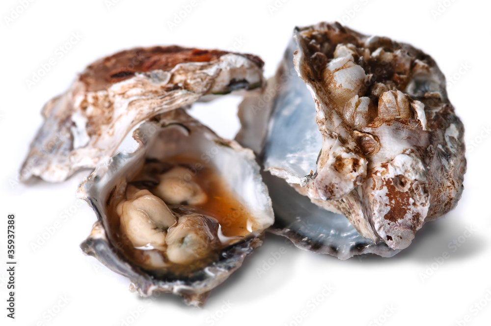 Oyster and Shell