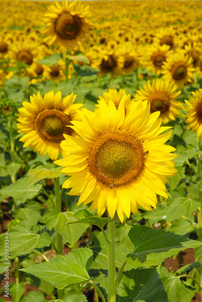 Sunflowers field in summer