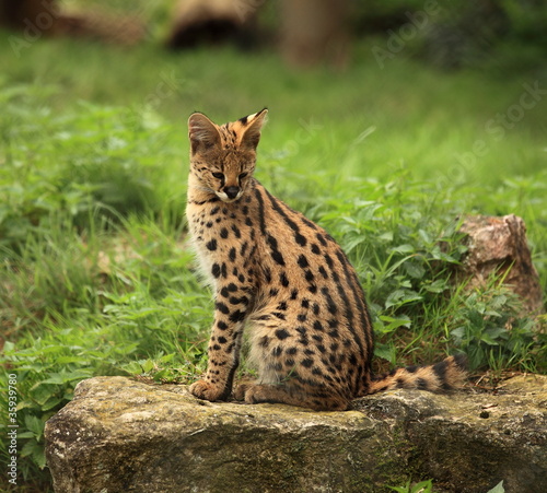 serval © joël BEHR