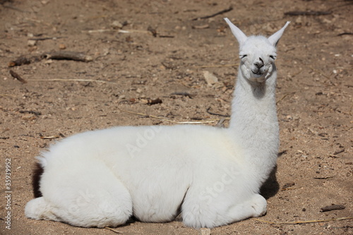 jeune lama blanc