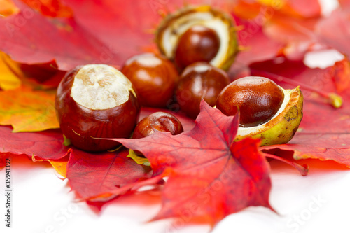 Autumn leaves and chestnuts composotion photo
