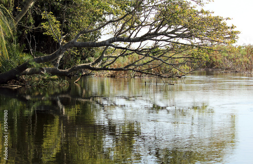 Okavango Delta water and "Cyperus papyrus" plant landscape.