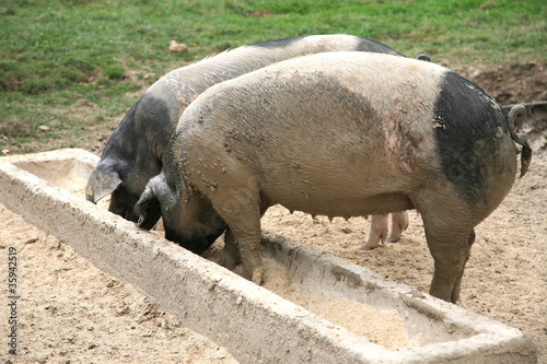 Schweine essen aus dem Trog