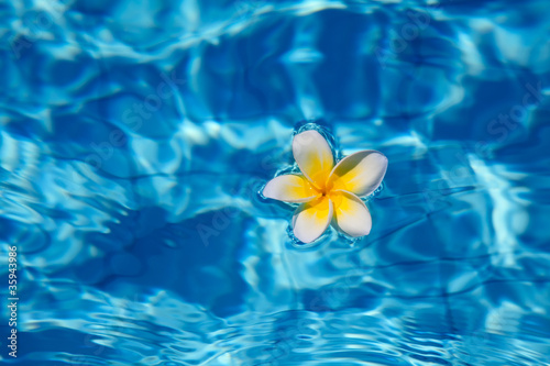 Tropical frangipani flower in water © swisshippo