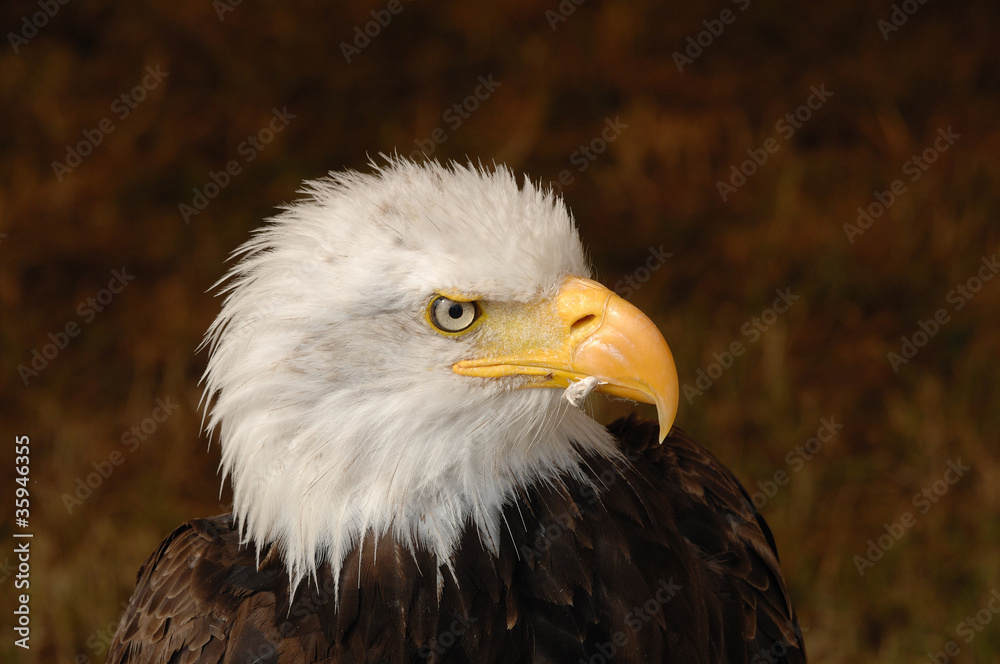 Fototapeta premium aigle, Pygargue à tête blanche