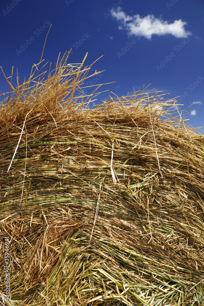 Close-up of hay bale, under blue sky Close-up of hay bale, under blue sky