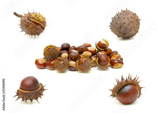 fruits of mature chestnut trees on a white background