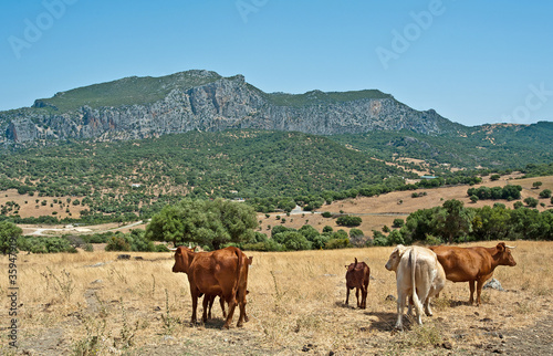 Cows and bull in a field, Spain