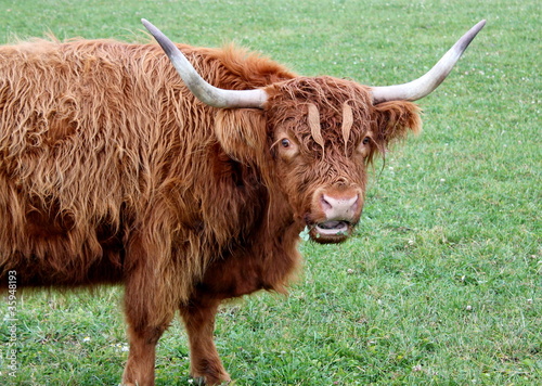 Portrait of a scotish cow