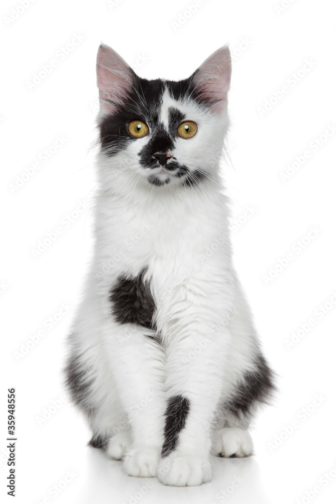 Mixed-breed beautiful cat portrait