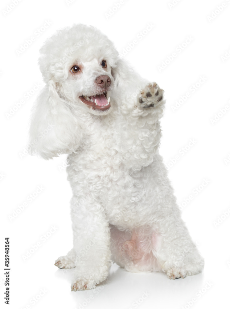 White Toy Poodle gives that a paw - obrazy, fototapety, plakaty 