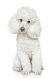 White Toy poodle on white background