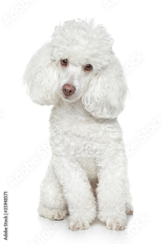 Fototapeta Naklejka Na Ścianę i Meble -  White Toy poodle on white background