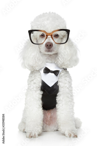 Fototapeta Naklejka Na Ścianę i Meble -  Funny Toy Poodle in a tuxedo and glasses