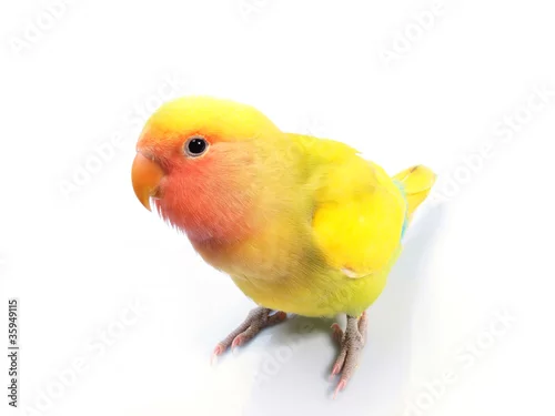 Obraz Inséparable-plumeau