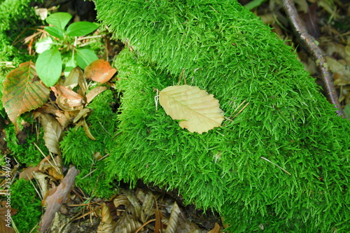 Fotografie mousse en automne