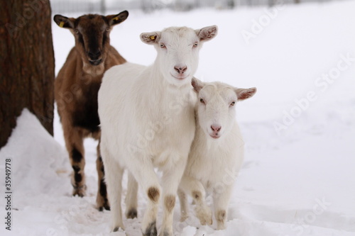 Fototapeta Naklejka Na Ścianę i Meble -  Ziegen im Schnee