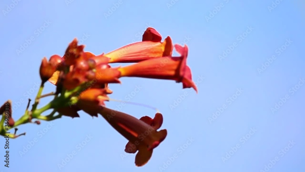 Bignonia Flower