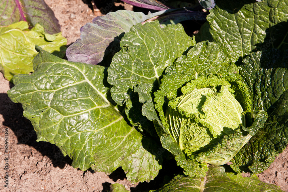 Wirsingkohl, Savoy cabbage Wirsingkohl, Savoy cabbage