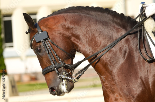 dressage horse © Farmer