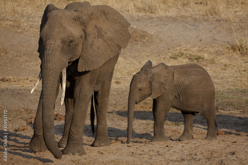 Fototapeta premium Elphants 0831