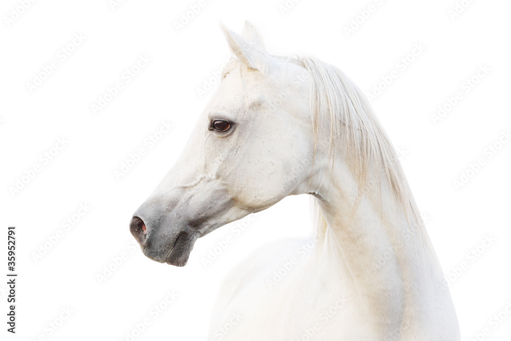 Fototapeta arabski biały koń
