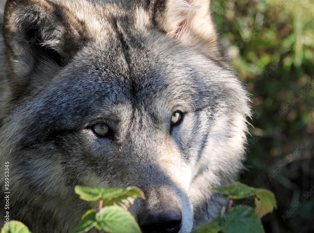 Fototapeta premium loup gris