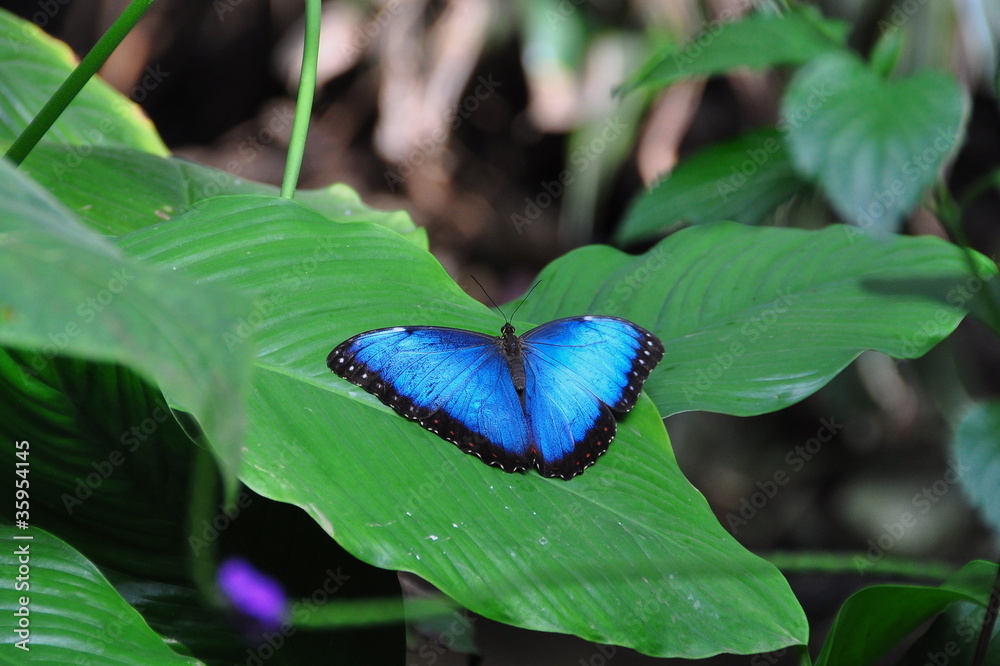 Naklejka premium Common Blue Morpho Butterfly,aka,Morpho peleides