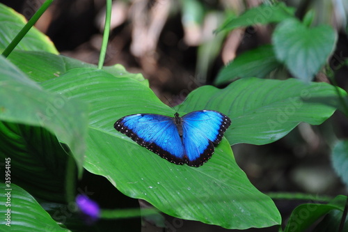 Common Blue Morpho Butterfly,aka,Morpho peleides