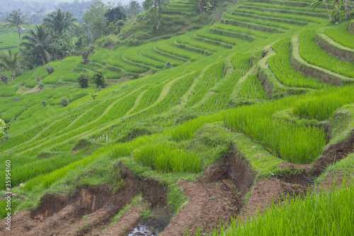 Rice fields. Bali